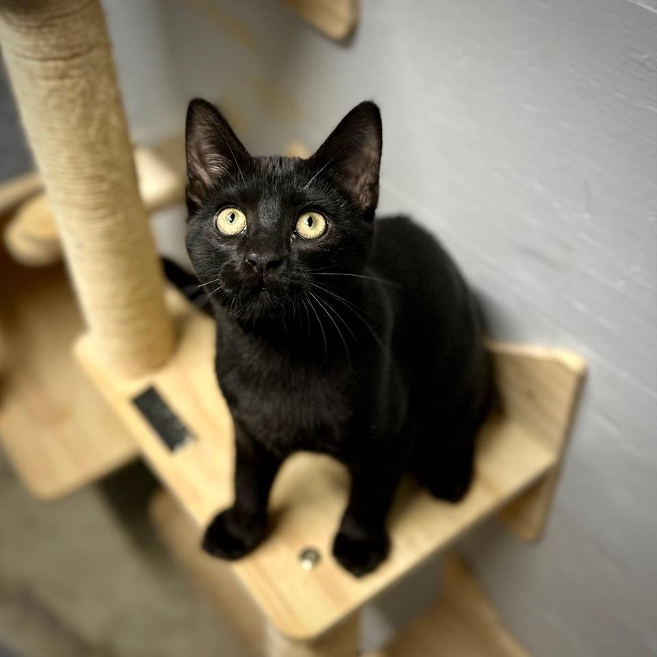 Kylo, an adopted Domestic Short Hair in Tulsa, OK image 3/6