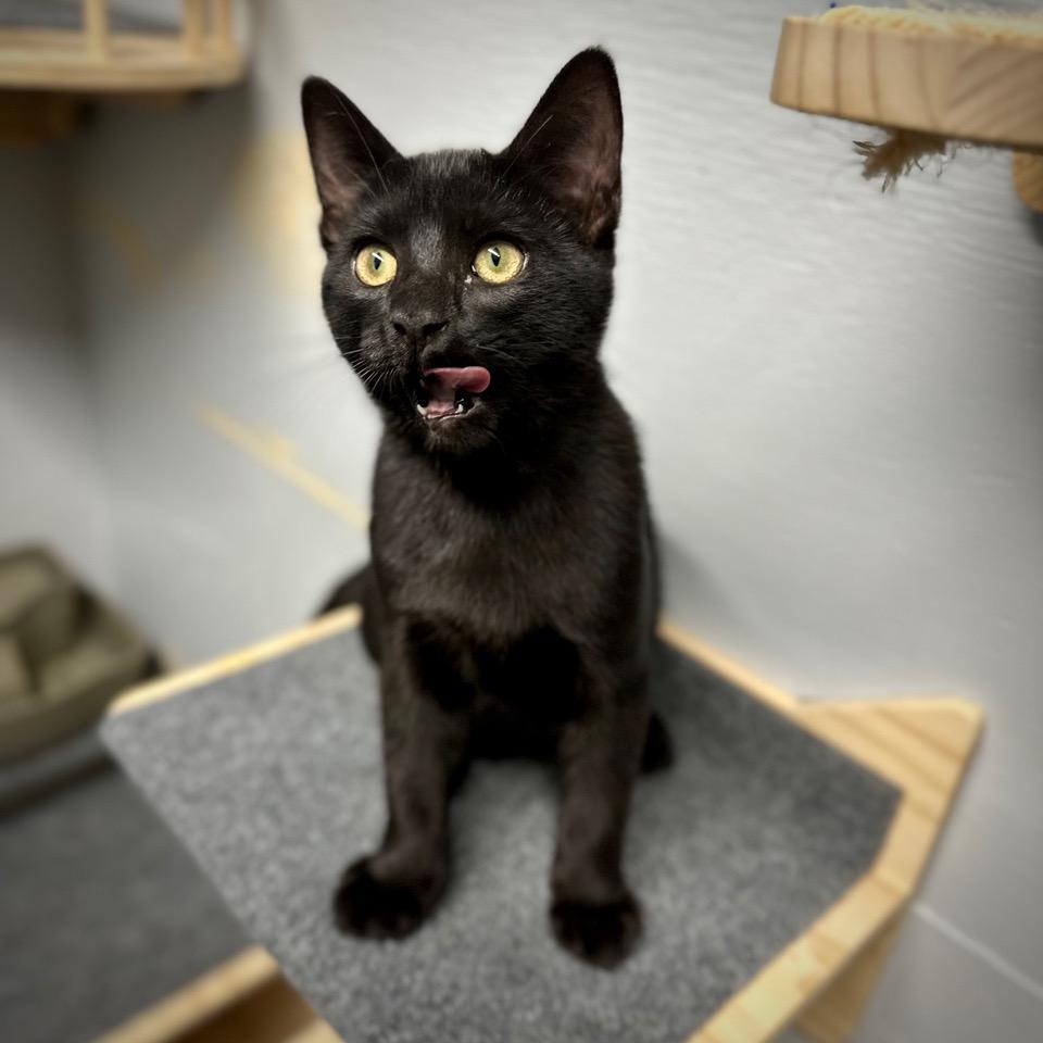 Kylo, an adopted Domestic Short Hair in Tulsa, OK image 4/6