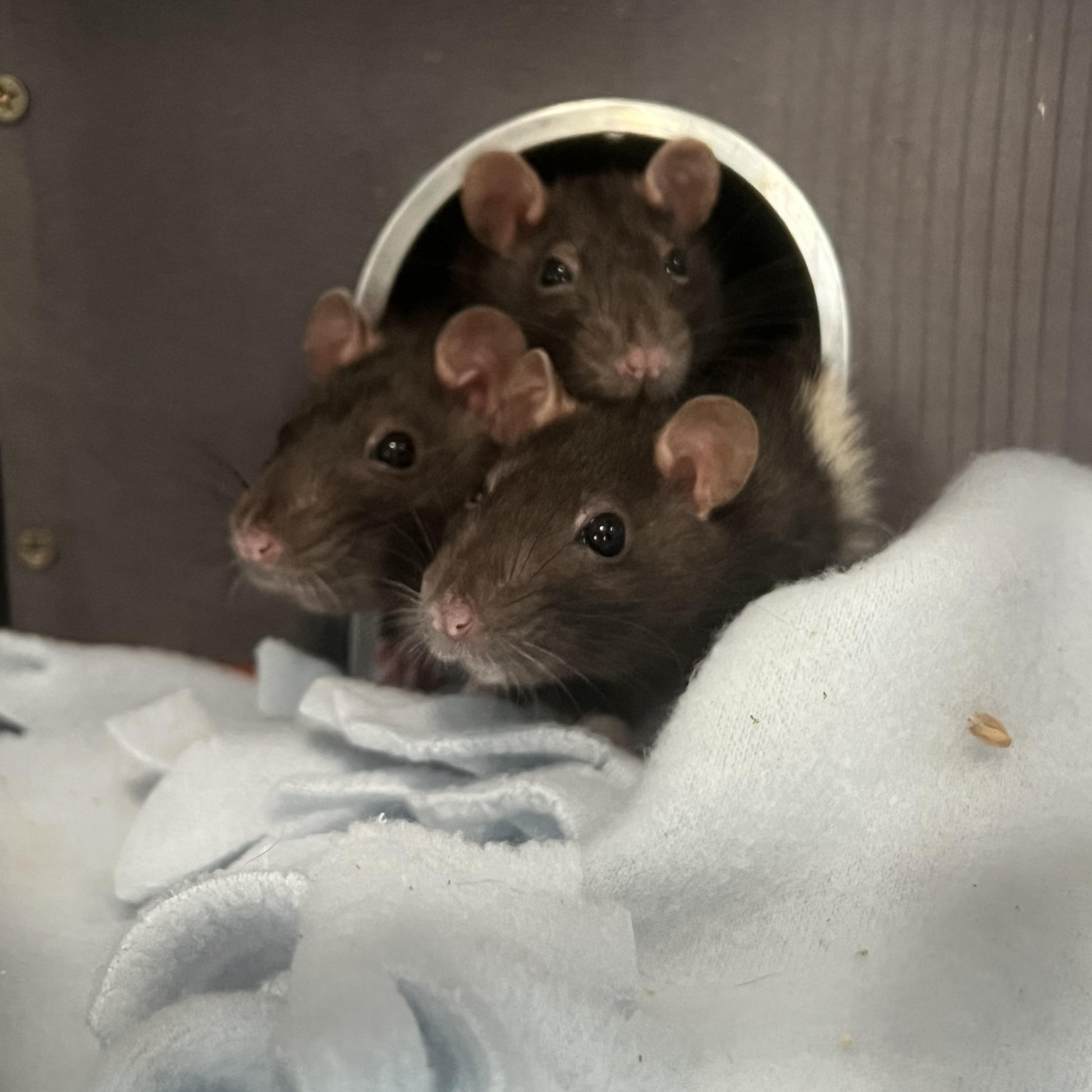 Enlarge Data, Speck, & Ratmononov, an adopted Rat in Berryville, VA image 1/1