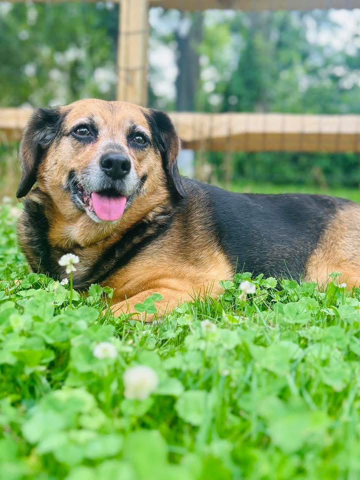 Harley, Adoptable, Adult Female Hound.