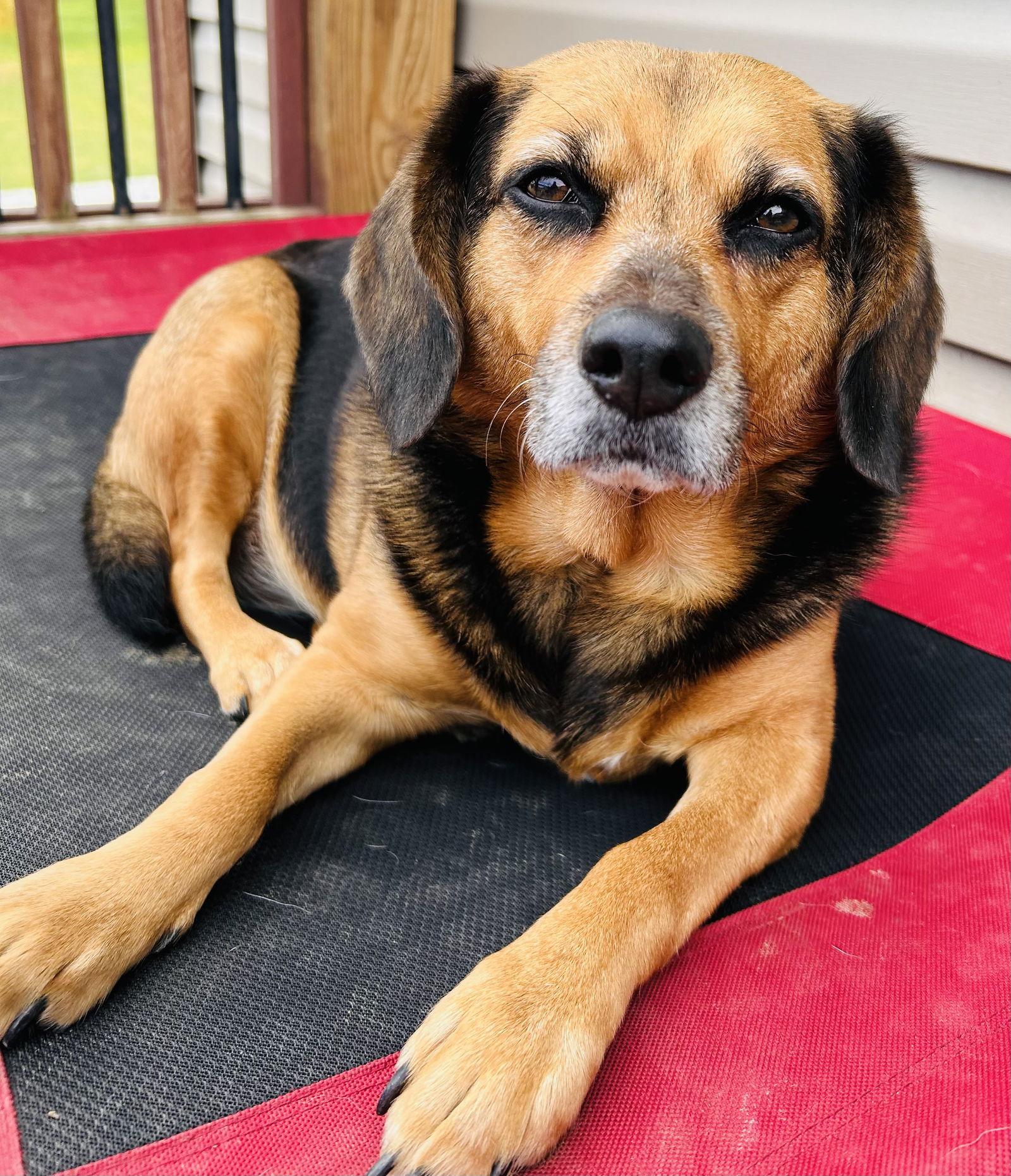 Harley, Adoptable, Adult Female Hound.