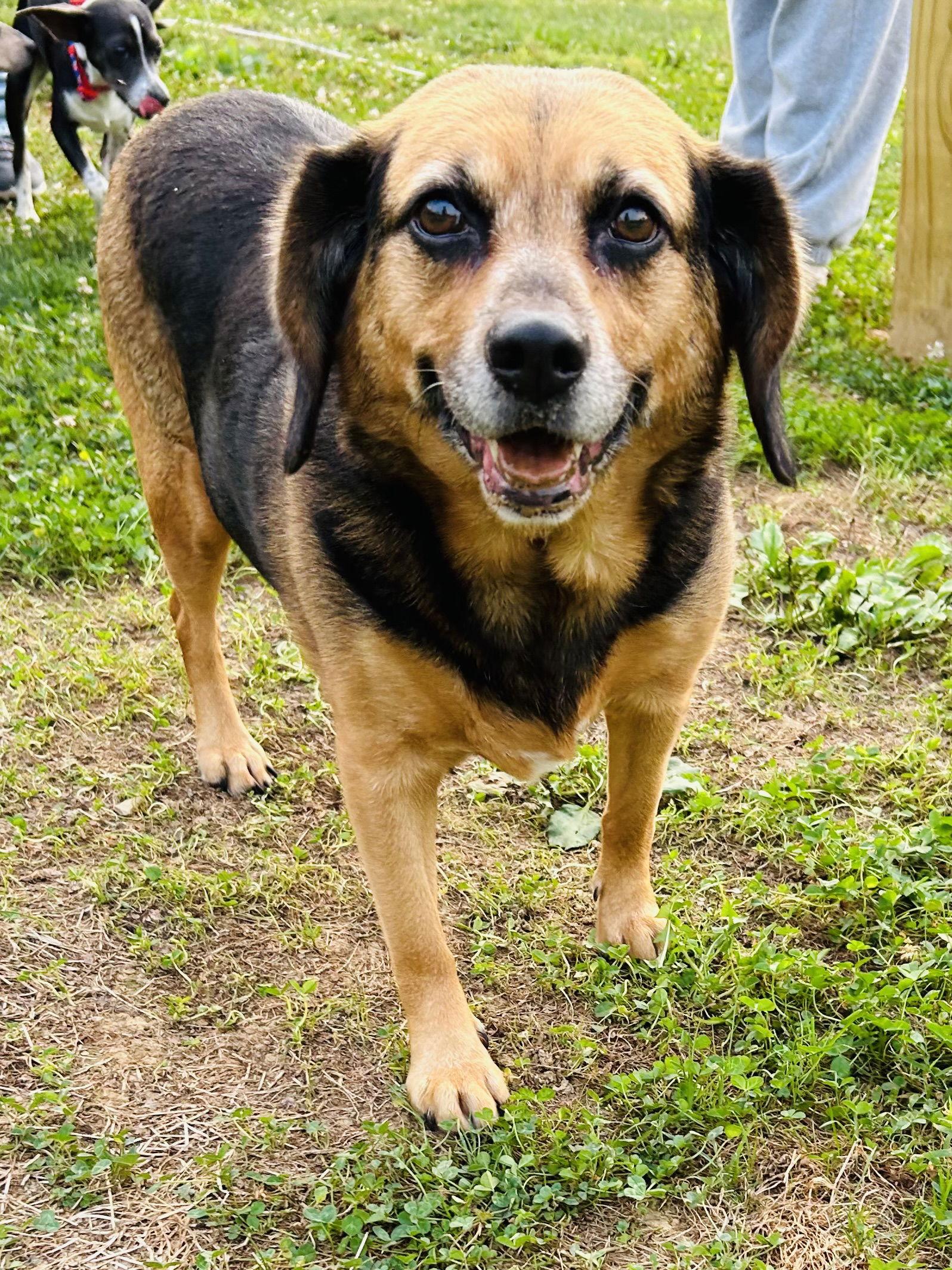 Harley, a Adoptable Hound in Elizabethtown, PA image 1/6