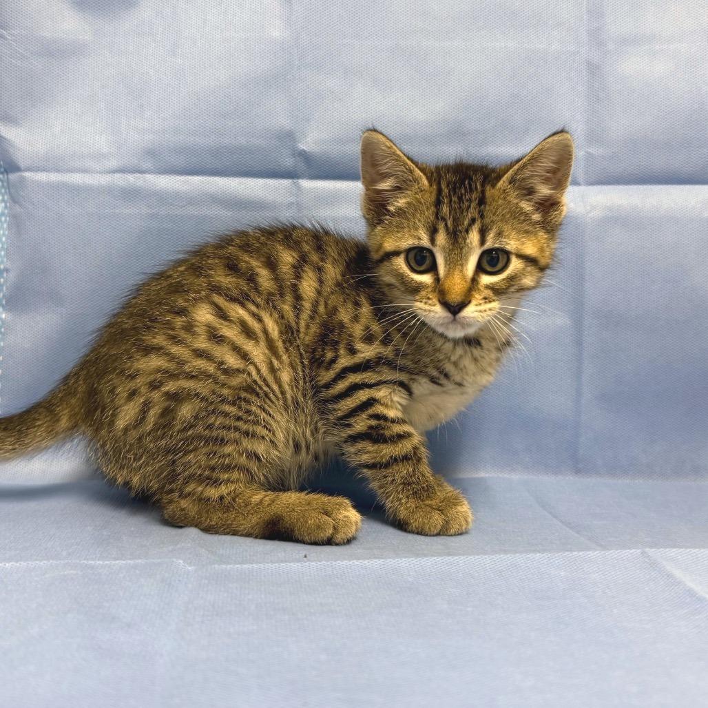 Foe, a Adoptable Domestic Short Hair in Mount Shasta, CA image 1/2