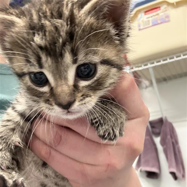 Foe, a Adoptable Domestic Short Hair in Mount Shasta, CA image 2/2
