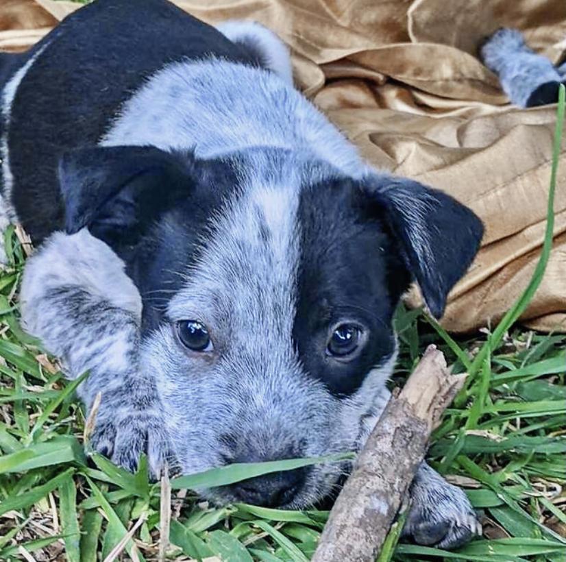 Dog for adoption Bluey, an Australian Cattle Dog / Blue Heeler in