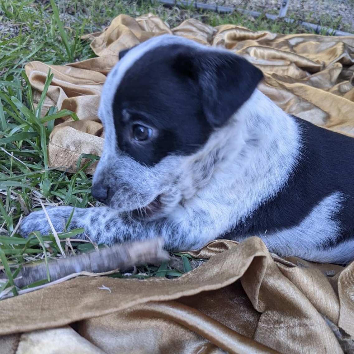 Dog for adoption Bluey, an Australian Cattle Dog / Blue Heeler in