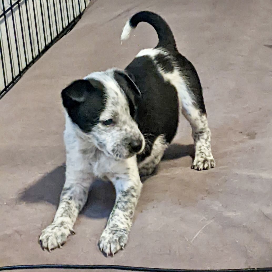 Dog for adoption Bluey, an Australian Cattle Dog / Blue Heeler in