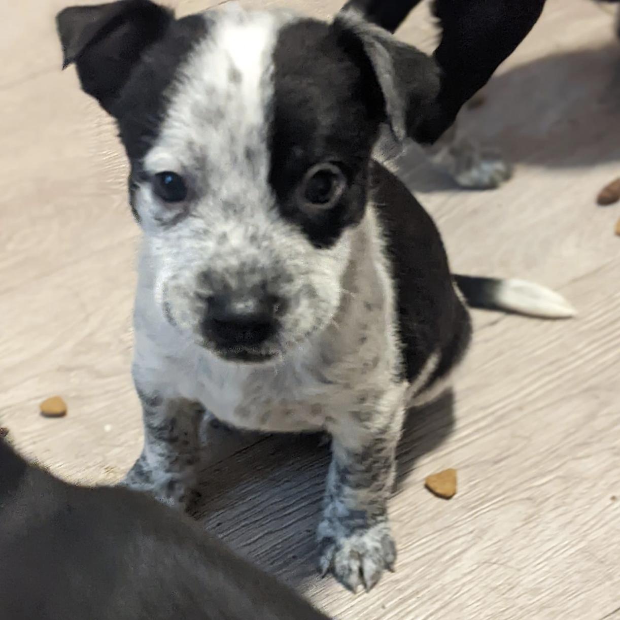 Dog for adoption Bluey, an Australian Cattle Dog / Blue Heeler in
