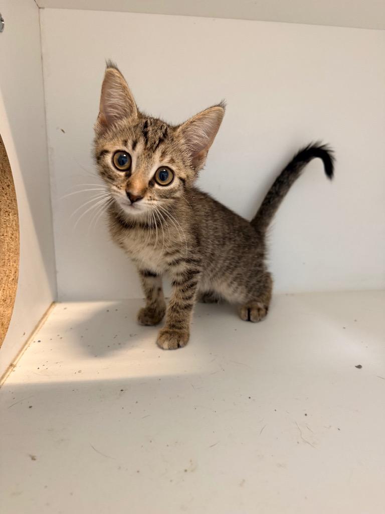 Enlarge Violet, a Adoptable mixed breed in Newcastle, OK image 1/1