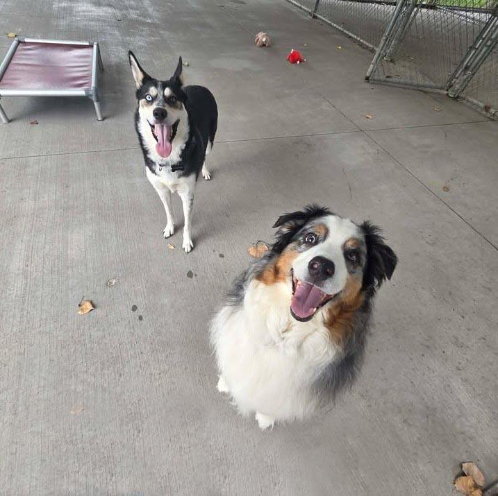 Blue, Adoptable, Adult Male Australian Shepherd.
