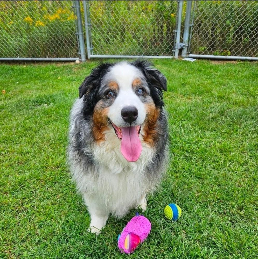 Enlarge Blue, a Adoptable Australian Shepherd in Plover, WI image 2/3