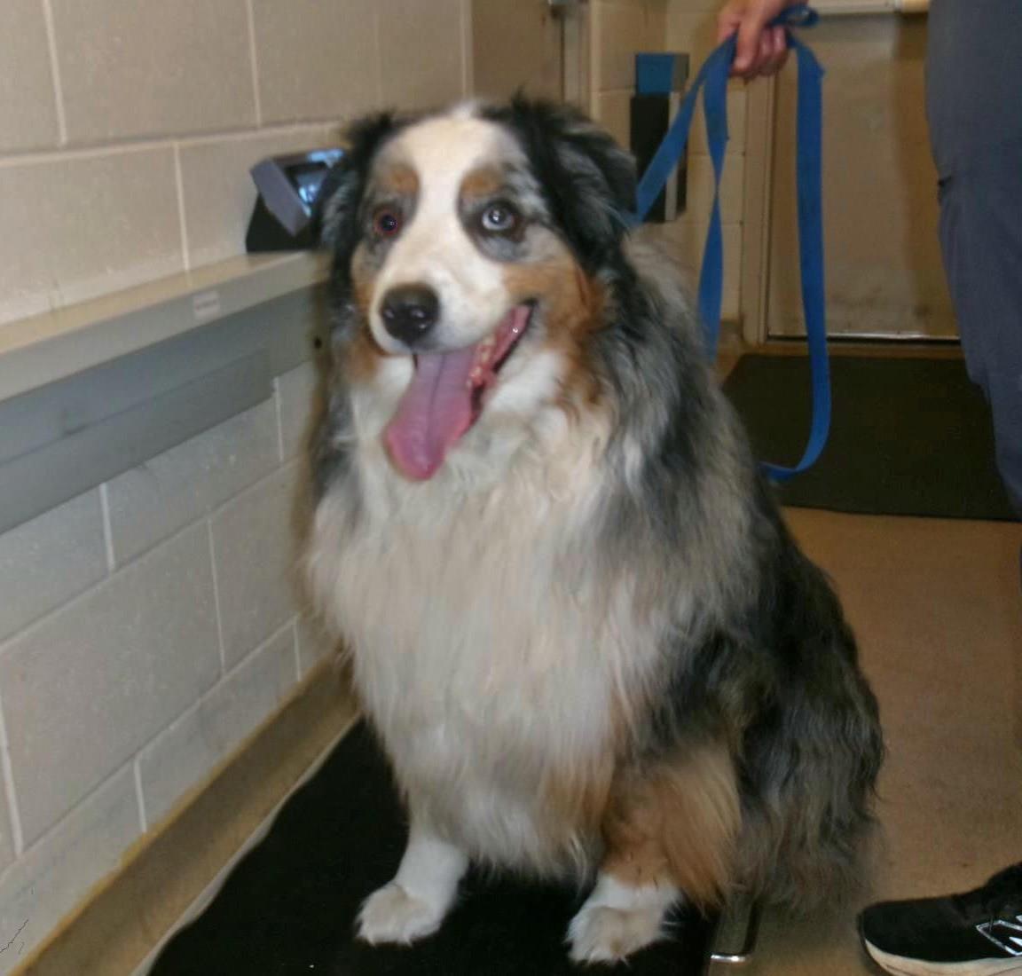 Enlarge Blue, a Adoptable Australian Shepherd in Plover, WI image 3/3