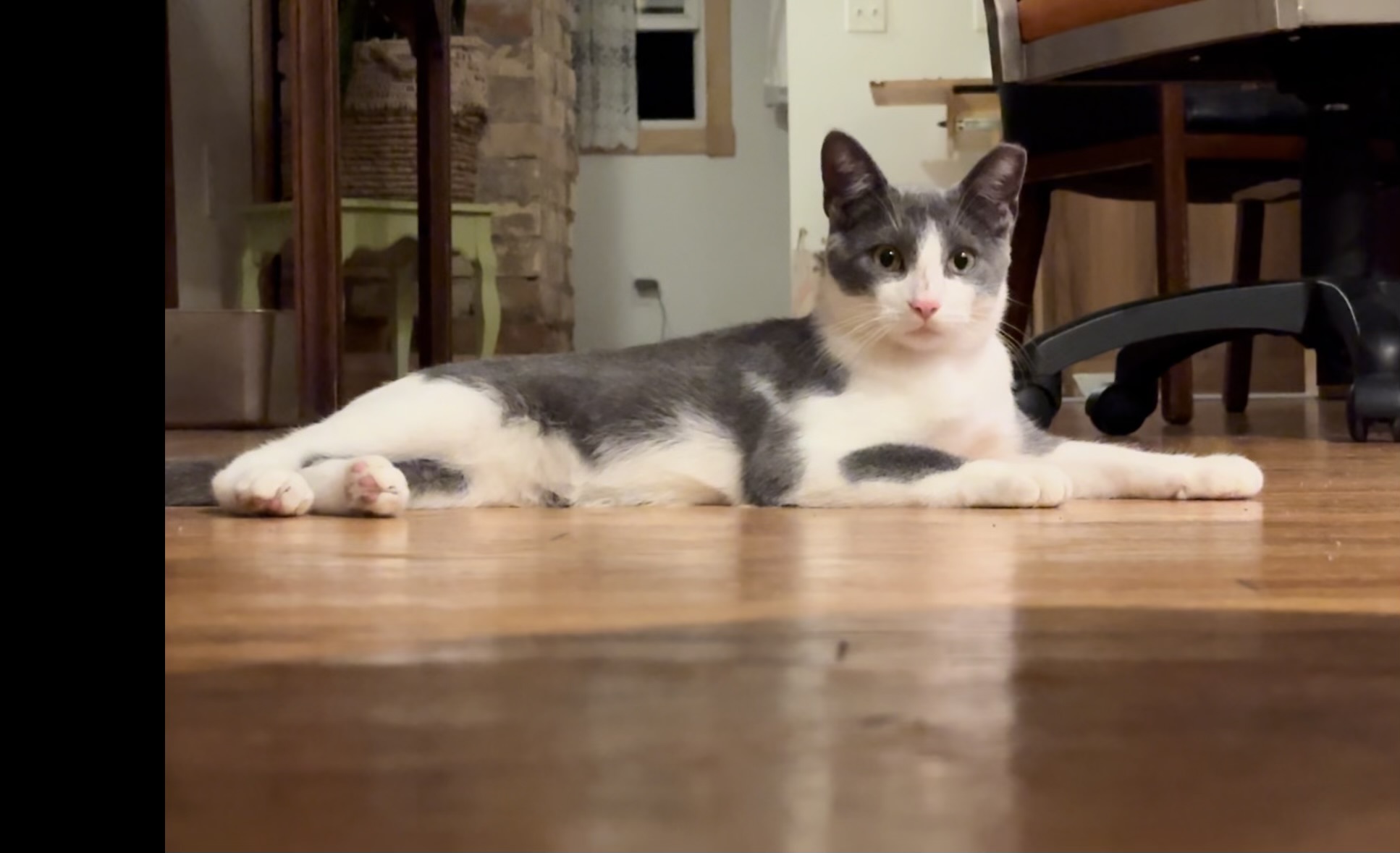 Cat for adoption Lakota, a Domestic Short Hair in Grand Rapids, MI