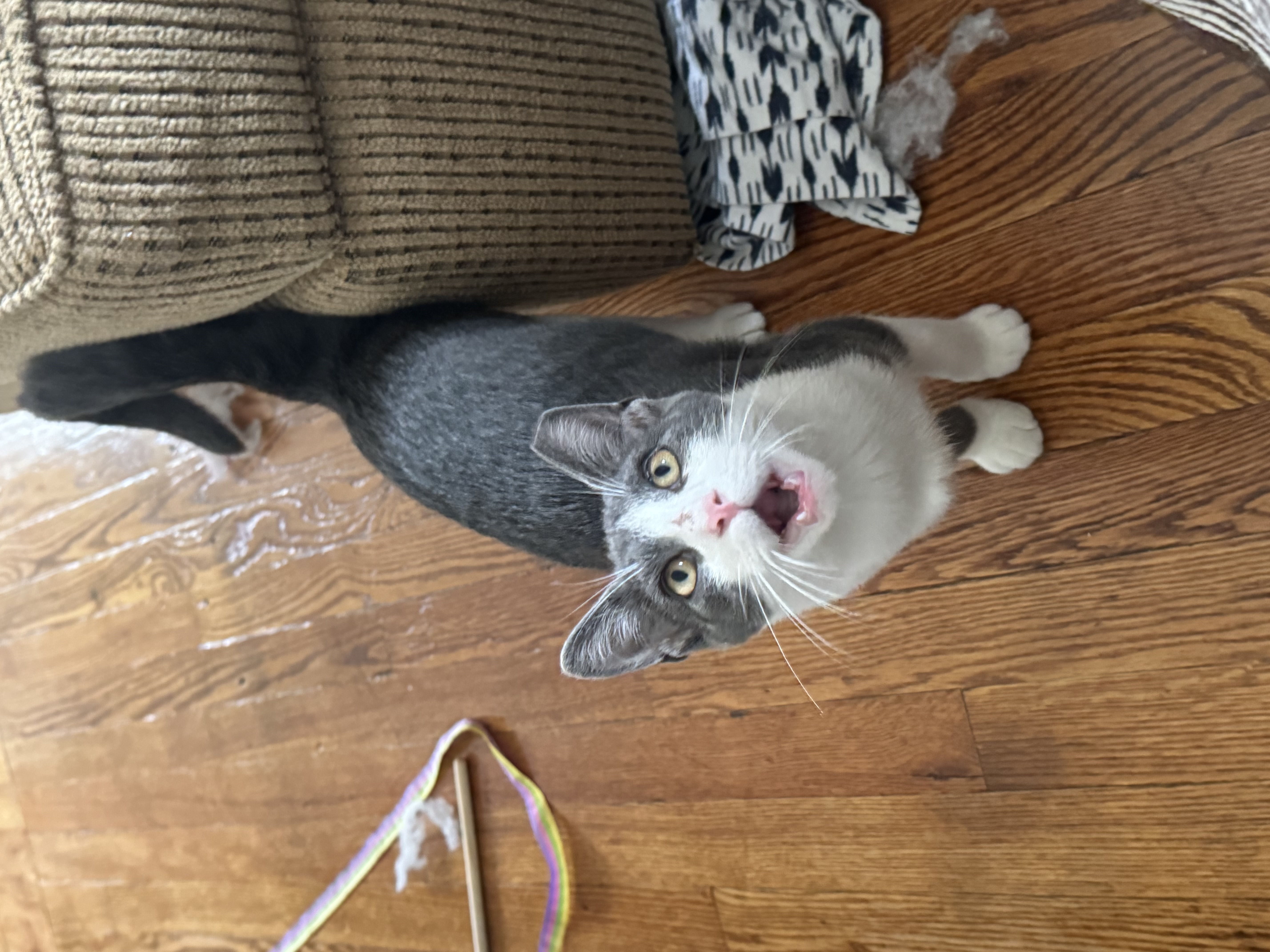 Cat for adoption Lakota, a Domestic Short Hair in Grand Rapids, MI