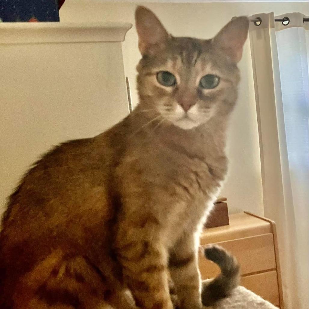 Marble, Adoptable, Adult Female Domestic Short Hair.