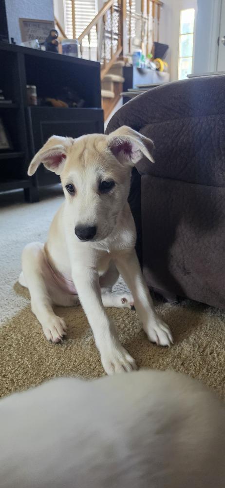 Enlarge Desrochers / Arthur, a Adoptable mixed breed in Broomfield, CO image 1/6