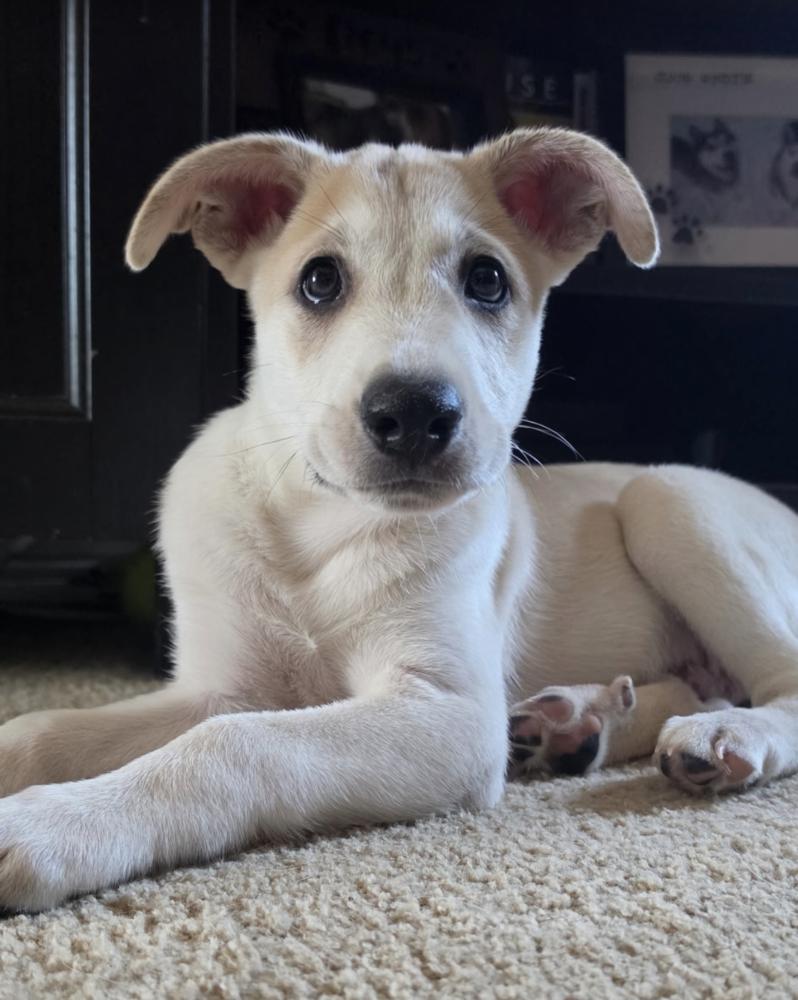 Enlarge Desrochers / Arthur, a Adoptable mixed breed in Broomfield, CO image 2/3