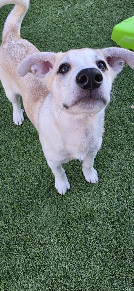 Enlarge Desrochers / Arthur, a Adoptable mixed breed in Broomfield, CO image 5/6