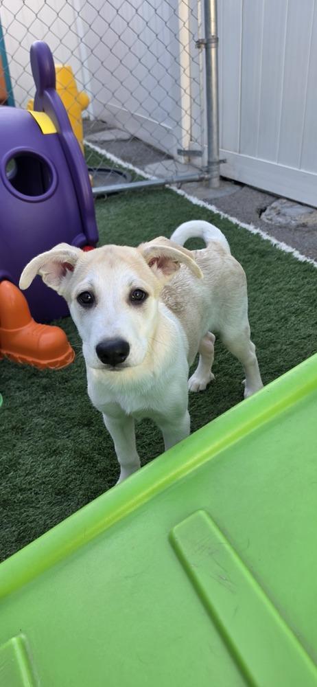 Enlarge Desrochers / Arthur, a Adoptable mixed breed in Broomfield, CO image 6/6
