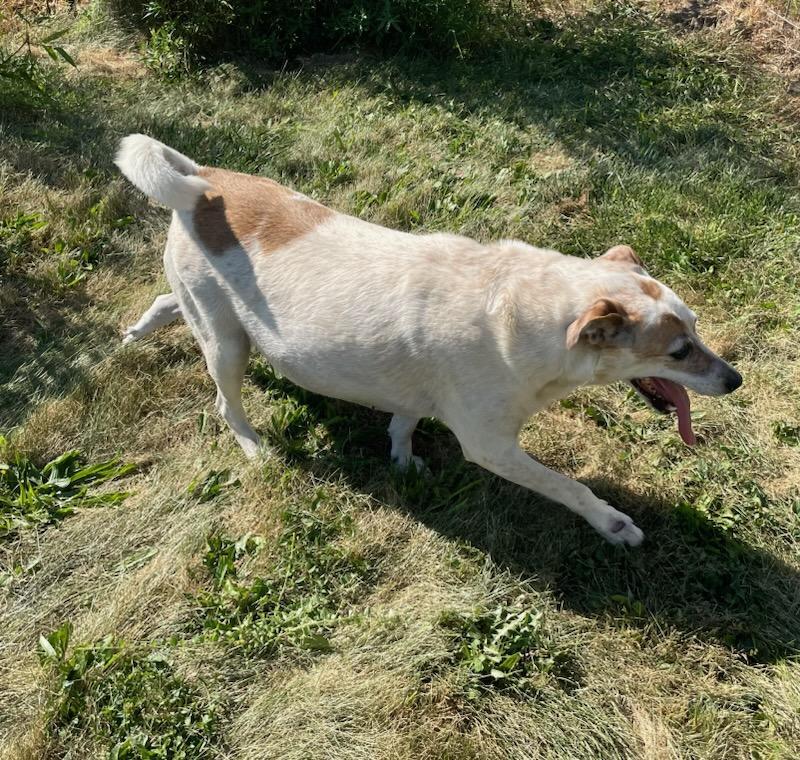 Luna, a Adoptable mixed breed in Loveland, OH image 1/4