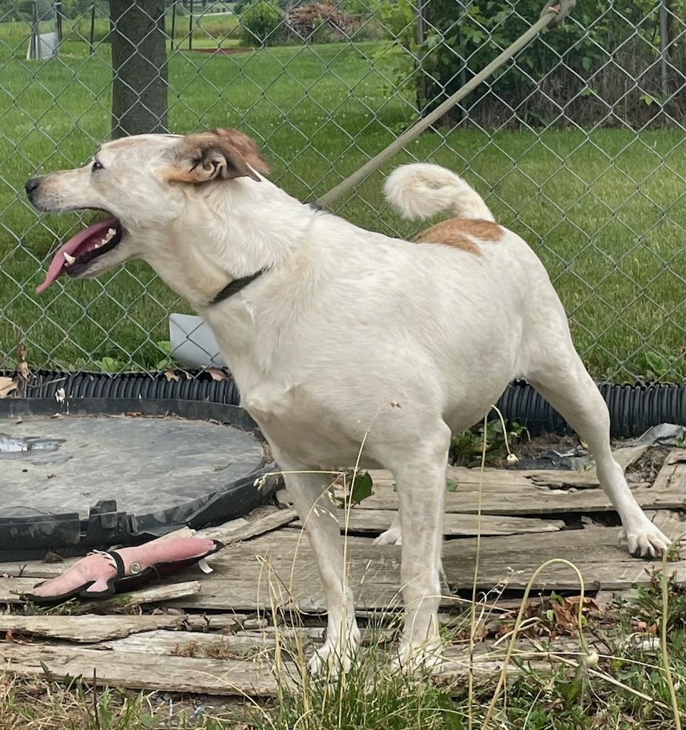 Luna, a Adoptable mixed breed in Loveland, OH image 2/4