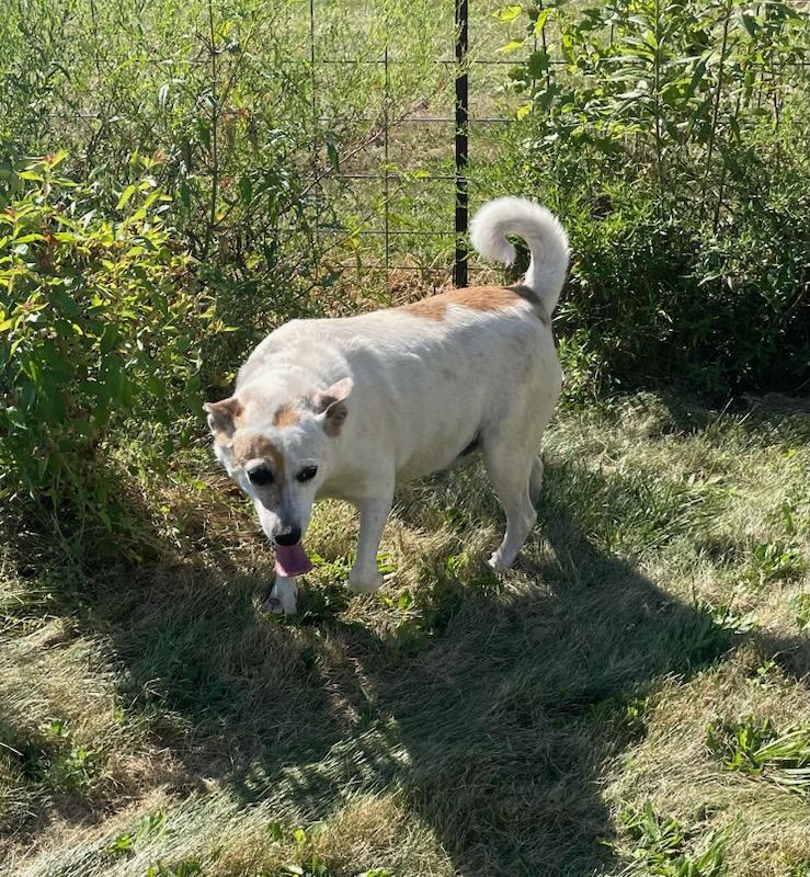 Luna, a Adoptable mixed breed in Loveland, OH image 3/4