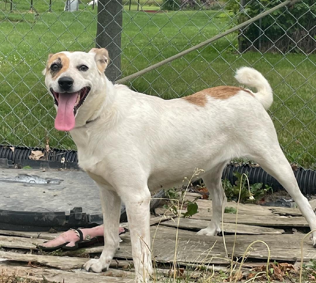 Luna, a Adoptable mixed breed in Loveland, OH image 4/4