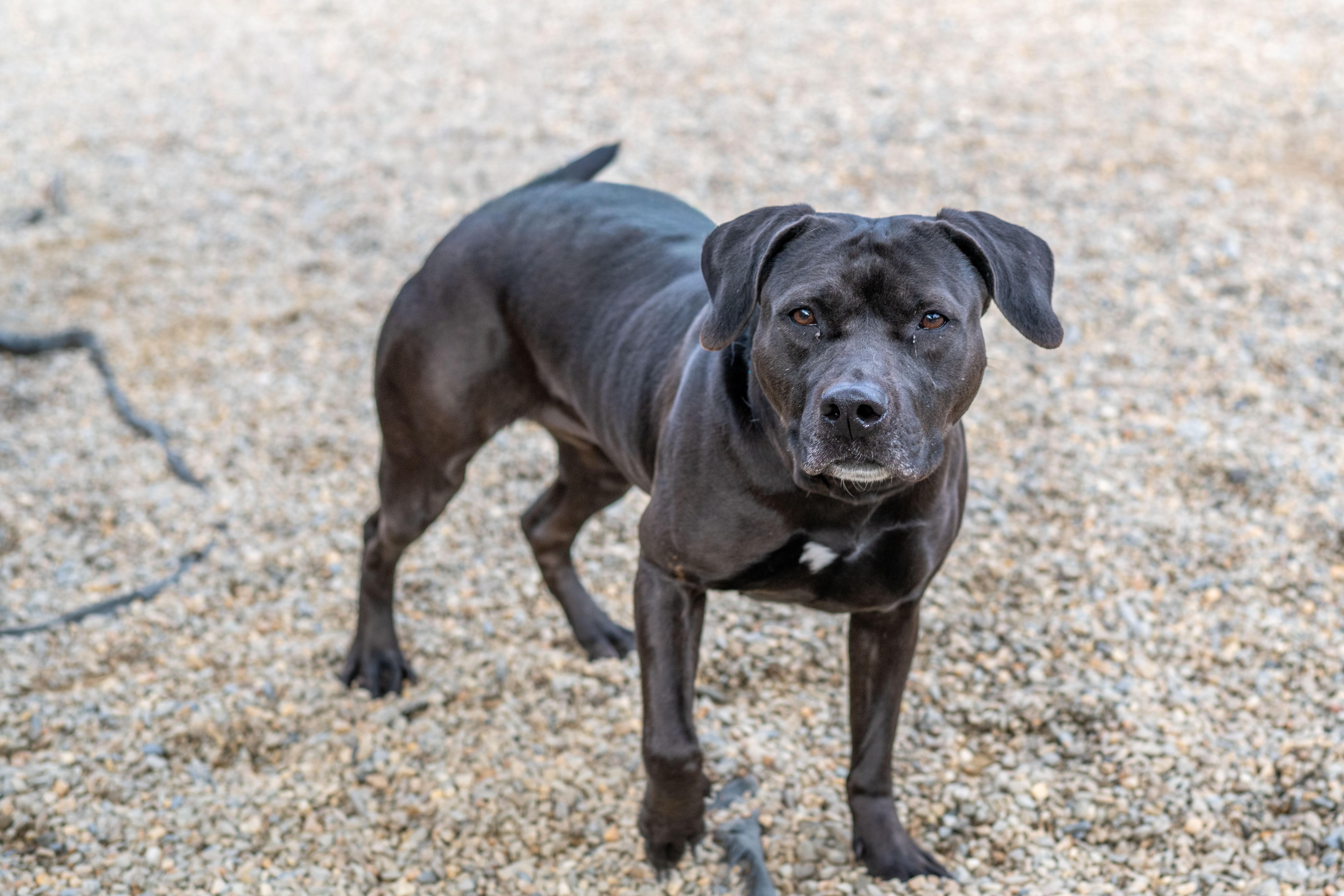 Enlarge Angel, a Adoptable mixed breed in Hilton Head Island, SC image 4/4