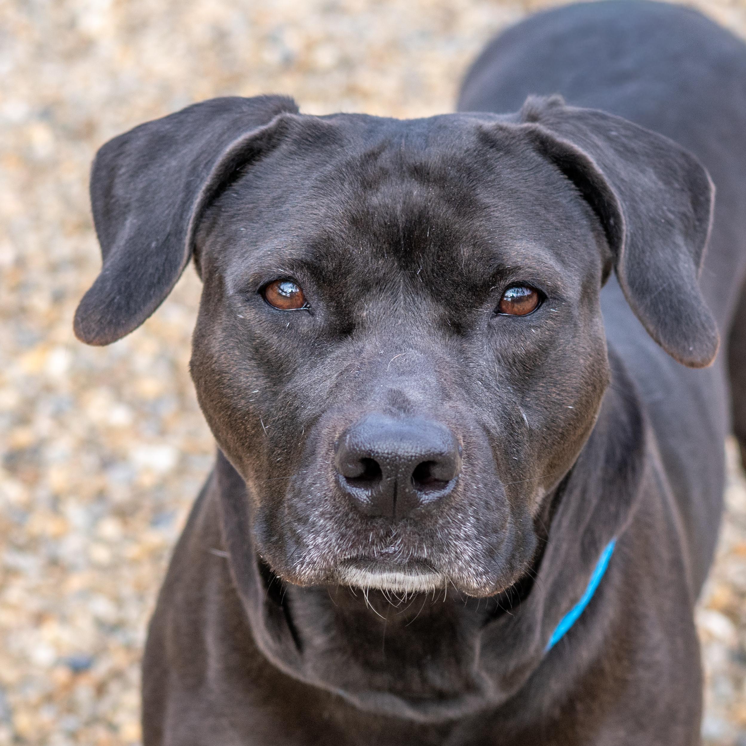 Enlarge Angel, a Adoptable mixed breed in Hilton Head Island, SC image 3/4