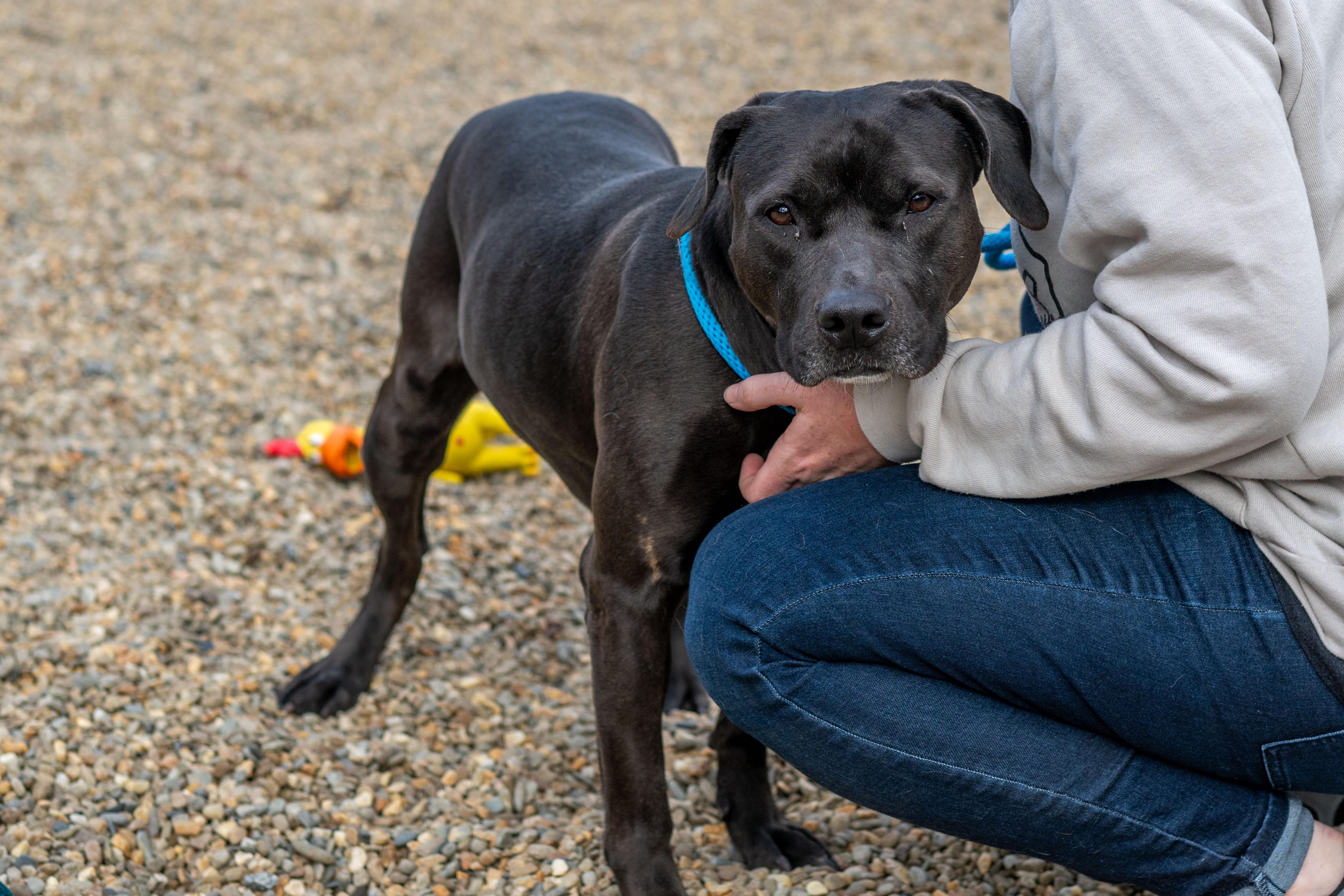 Enlarge Angel, a Adoptable mixed breed in Hilton Head Island, SC image 2/4