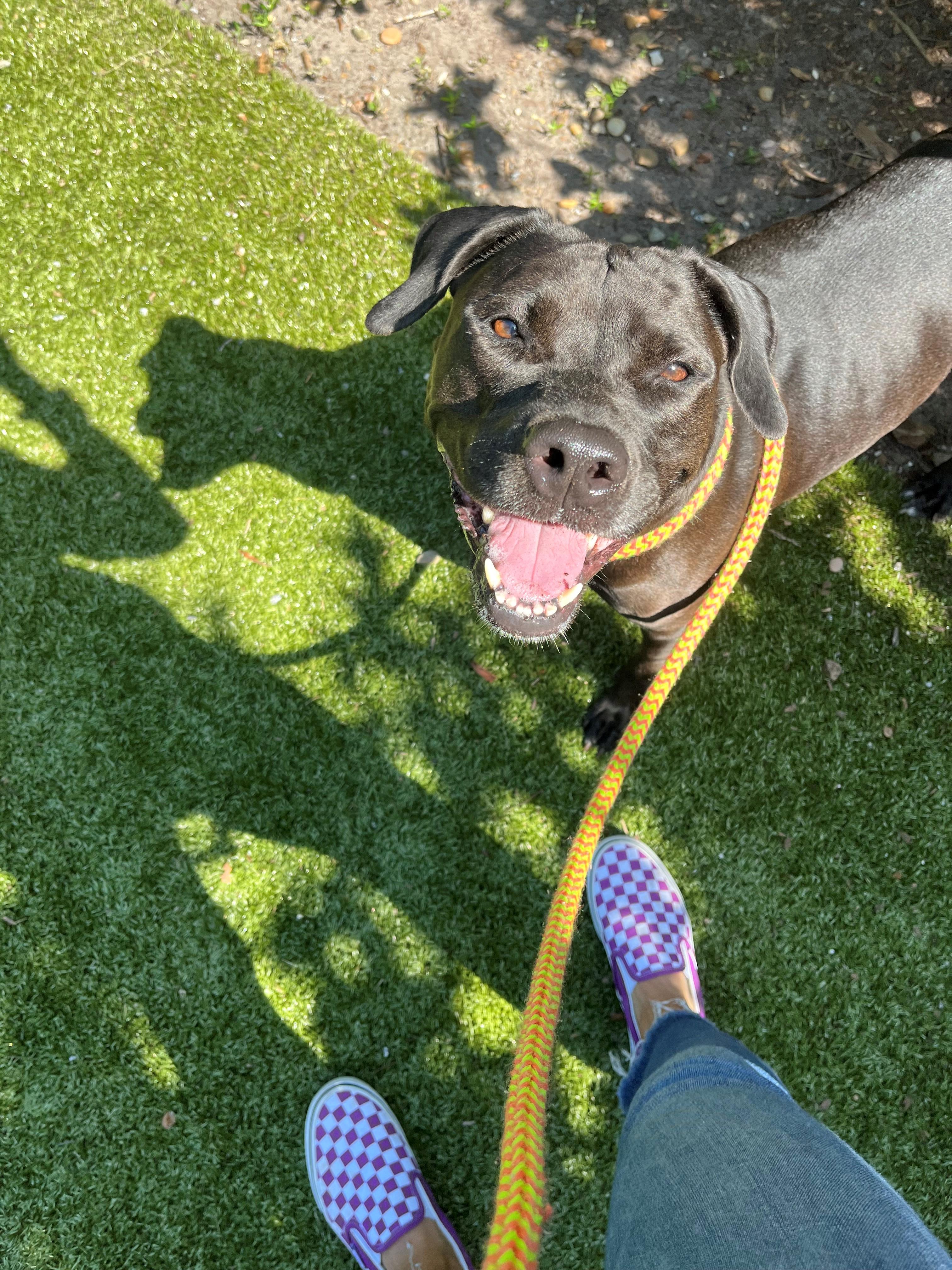 Enlarge Angel, a Adoptable mixed breed in Hilton Head Island, SC image 1/1