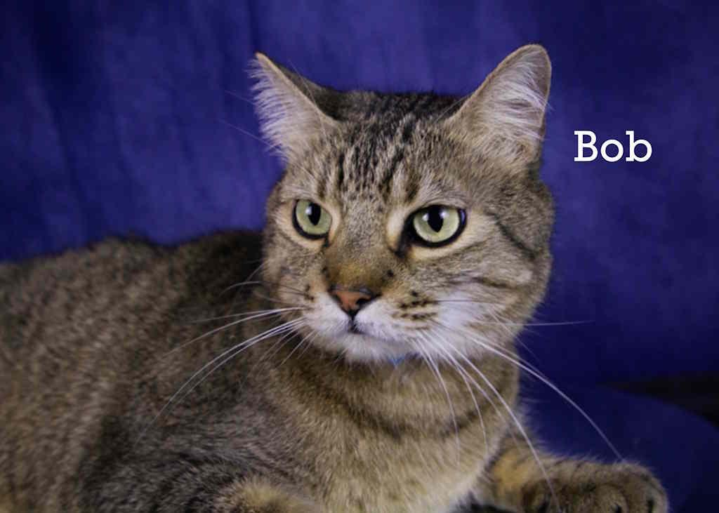 Enlarge Bob, an adopted Tabby in York, NE image 1/4