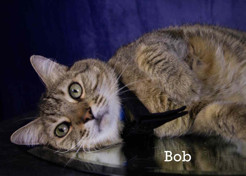 Enlarge Bob, an adopted Tabby in York, NE image 4/4
