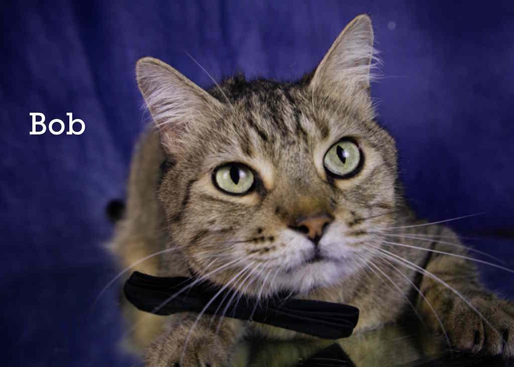 Enlarge Bob, an adopted Tabby in York, NE image 3/4
