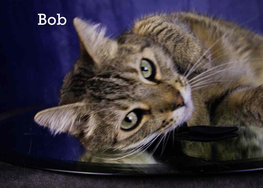 Enlarge Bob, an adopted Tabby in York, NE image 2/4