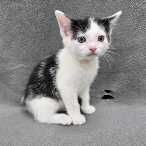 Enlarge Rocky, an adopted Domestic Short Hair in Flatwoods, KY image 3/4