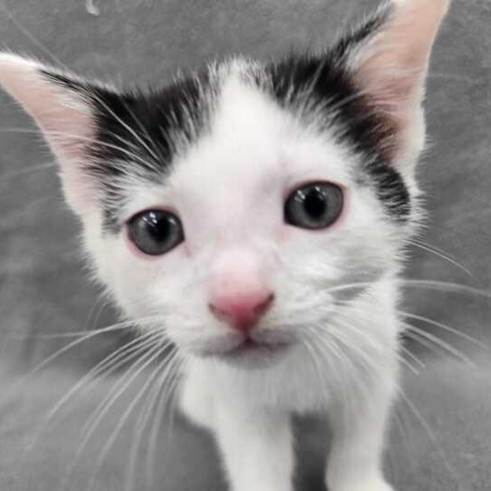 Enlarge Rocky, an adopted Domestic Short Hair in Flatwoods, KY image 1/4
