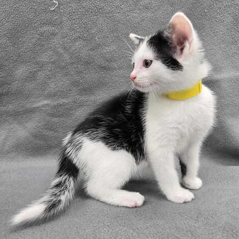 Enlarge Rocky, an adopted Domestic Short Hair in Flatwoods, KY image 4/4