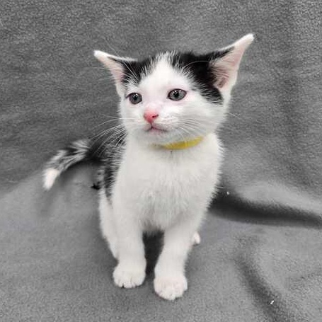 Enlarge Rocky, an adopted Domestic Short Hair in Flatwoods, KY image 2/4