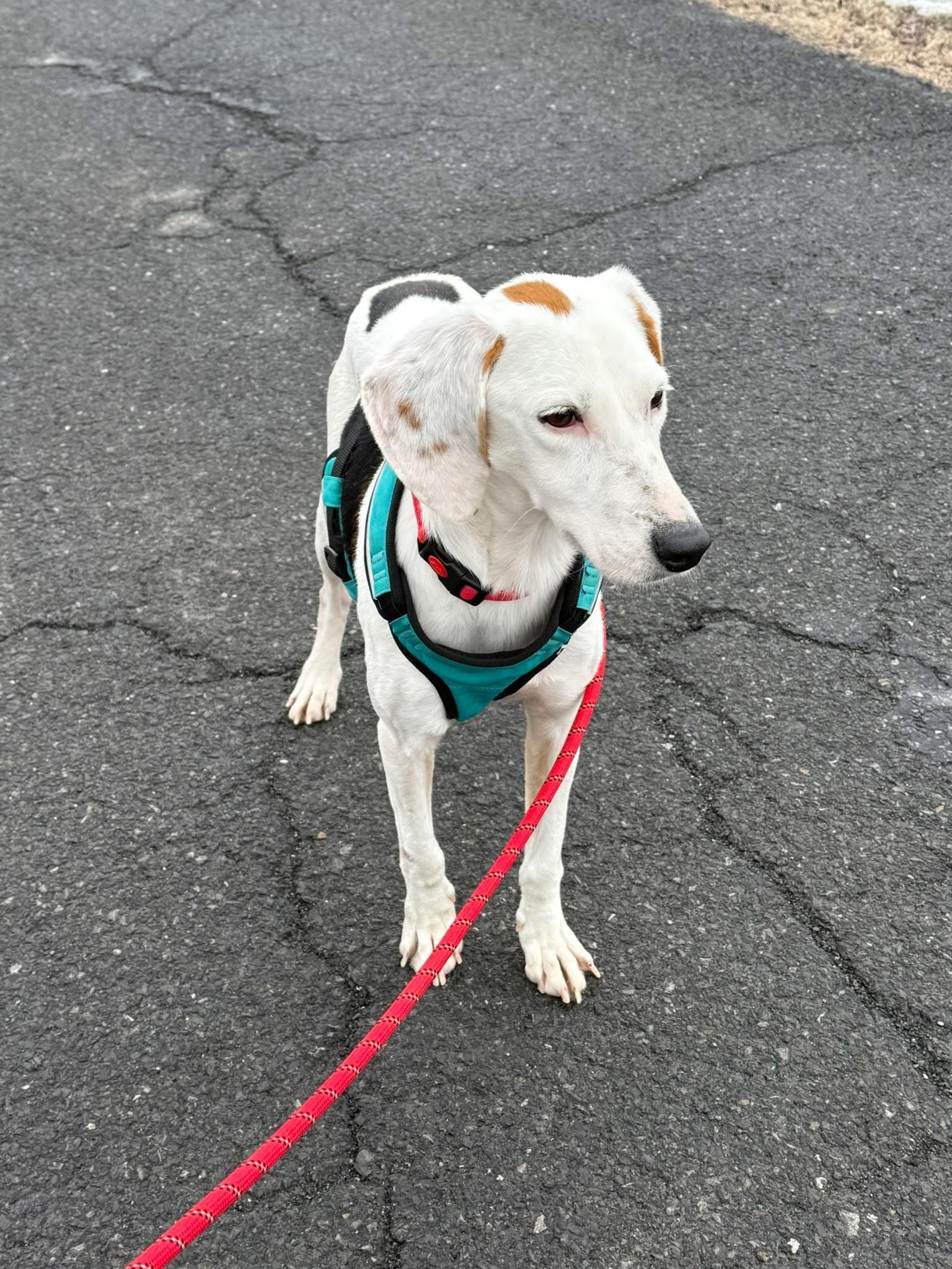 Albert, ADOPTABLE, Adult Male Mixed Breed.