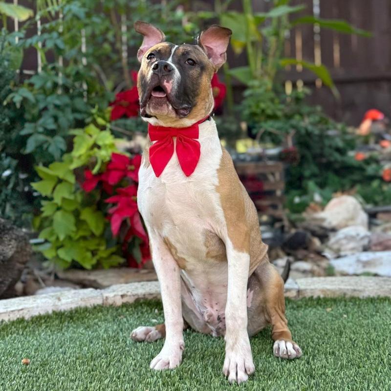 Tank, a ADOPTABLE mixed breed in Southport, CT image 2/5