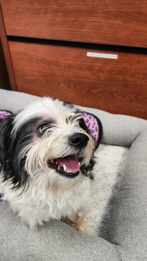 Enlarge Teddy, a Adopted Shih Tzu in New Orleans, LA image 1/5