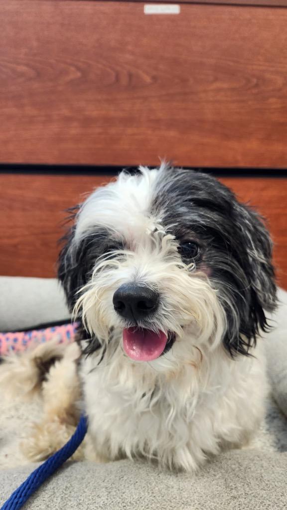 Enlarge Teddy, a Adopted Shih Tzu in New Orleans, LA image 2/5