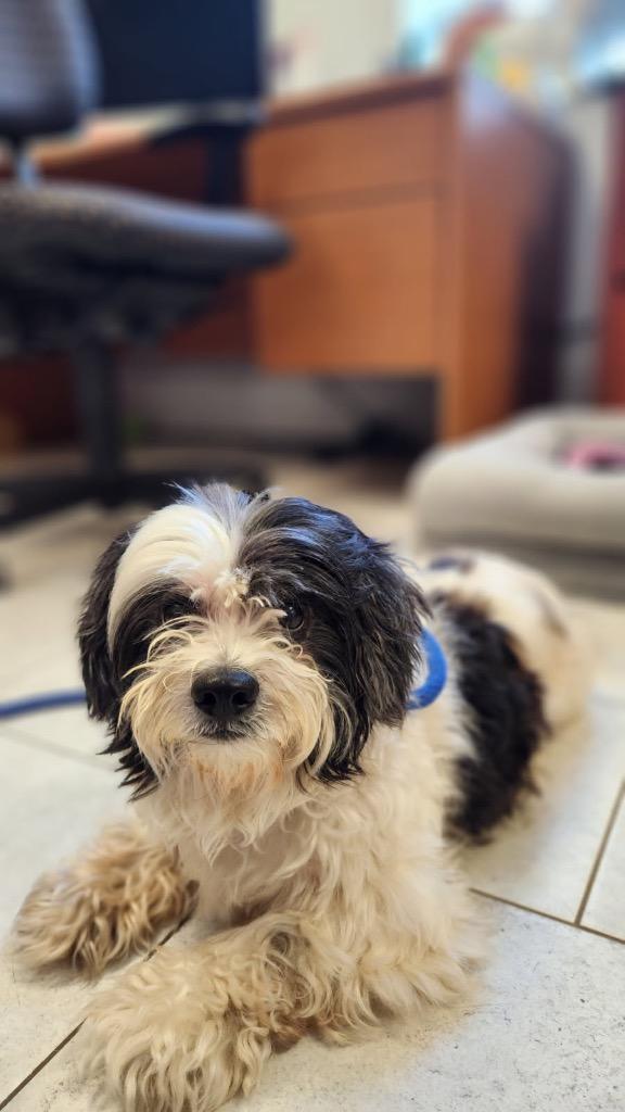Enlarge Teddy, a Adopted Shih Tzu in New Orleans, LA image 3/5