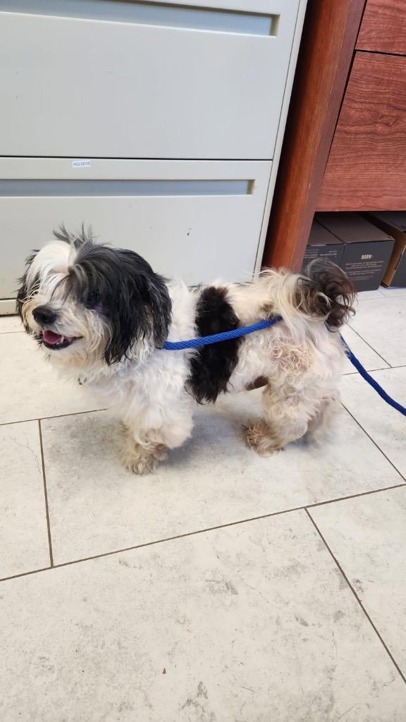 Enlarge Teddy, a Adopted Shih Tzu in New Orleans, LA image 4/5