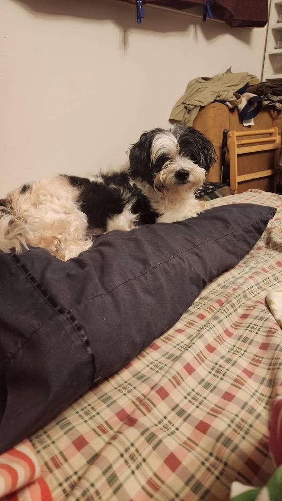 Enlarge Teddy, a Adopted Shih Tzu in New Orleans, LA image 5/5
