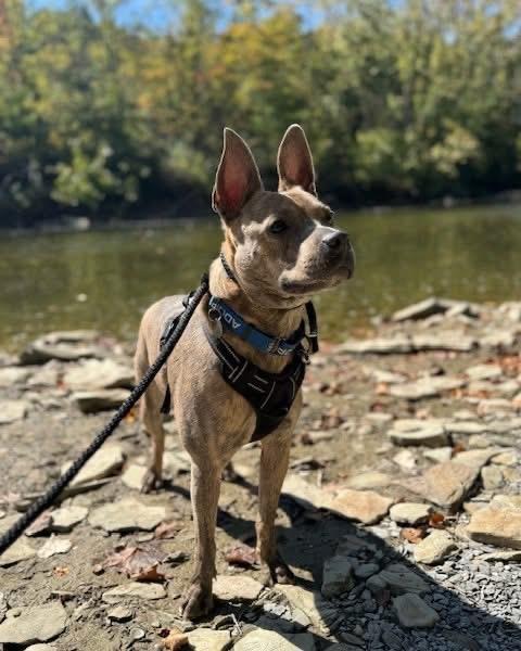 Oliver, a Adoptable mixed breed in Cleveland, OH image 2/6