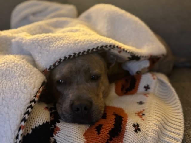 Oliver, a Adoptable mixed breed in Cleveland, OH image 3/6