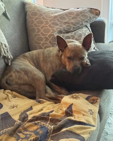 Oliver, a Adoptable mixed breed in Cleveland, OH image 5/6