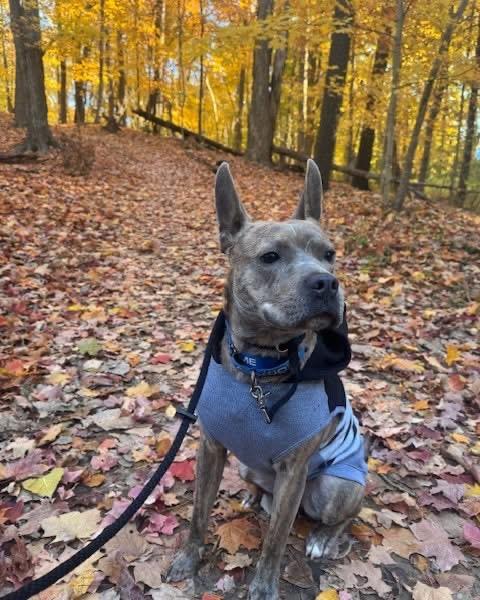 Oliver, a Adoptable mixed breed in Cleveland, OH image 6/6